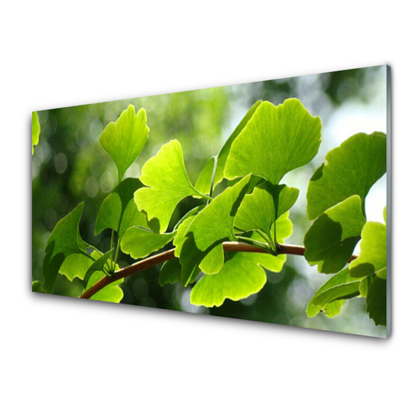 Obraz na skle Větve Listy Příroda Strom