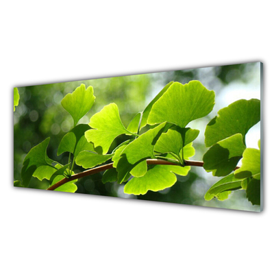 Obraz na skle Větve Listy Příroda Strom