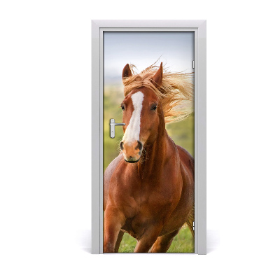 Samolepící fototapeta na dveře Kůň ve cvalu