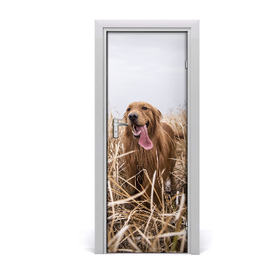Samolepící fototapeta na dveře Golden retriever