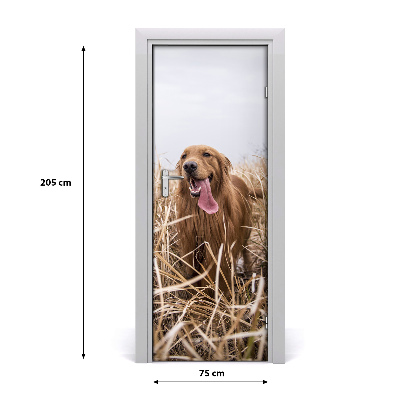 Samolepící fototapeta na dveře Golden retriever
