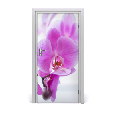 Fototapeta na dveře Růžová orchidej