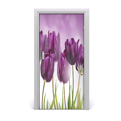 Fototapeta samolepící Fialové tulipány