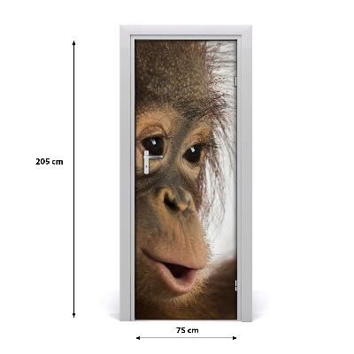 Samolepící fototapeta na dveře Mladý orangután