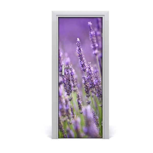 Fototapeta samolepící pole levandule