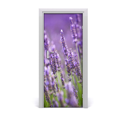 Fototapeta samolepící pole levandule
