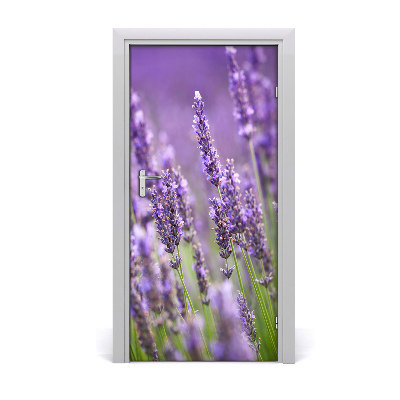 Fototapeta samolepící pole levandule