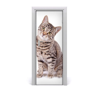 Samolepící fototapeta na dveře Kočka