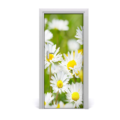Fototapeta samolepící sedmikrásky