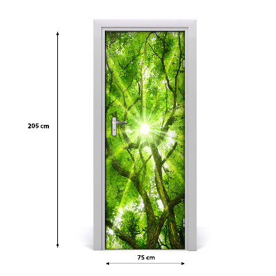 Fototapeta samolepící koruna stromů