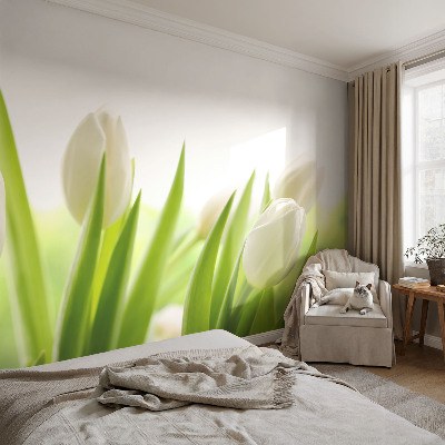 Vliesová fototapeta do ložnice Bílé tulipány