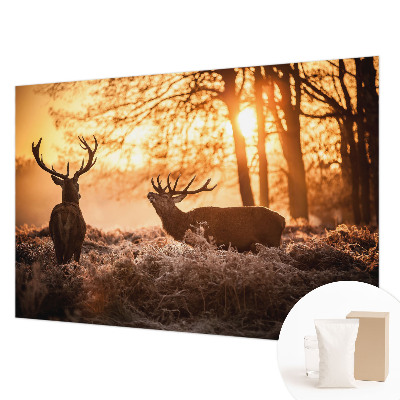 Moderní fototapeta na míru Jelen ráno