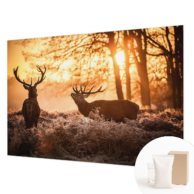 Moderní fototapeta na míru Jelen ráno