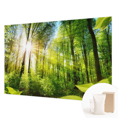 Fotografická tapeta na vliesu Lesní světlo