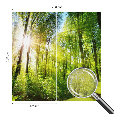 Fotografická tapeta na vliesu Lesní světlo