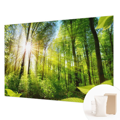 Fotografická tapeta na vliesu Lesní světlo