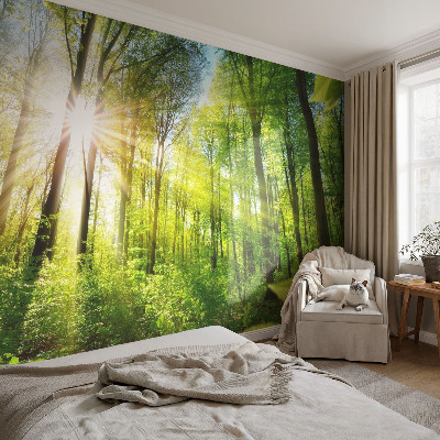 Fotografická tapeta na vliesu Lesní světlo
