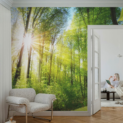 Fotografická tapeta na vliesu Lesní světlo