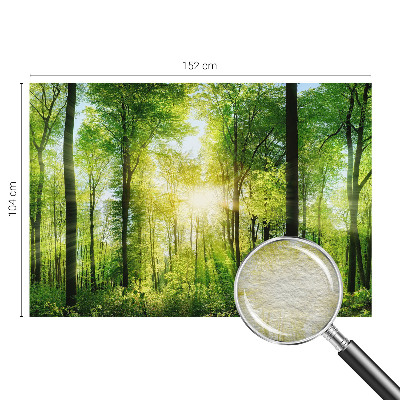 Fototapeta na stěnu Lesní harmonie