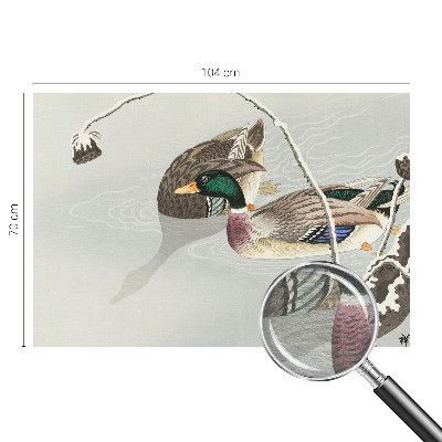 Fotografická tapeta vliesová Klidné kachny