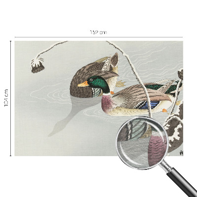 Fotografická tapeta vliesová Klidné kachny