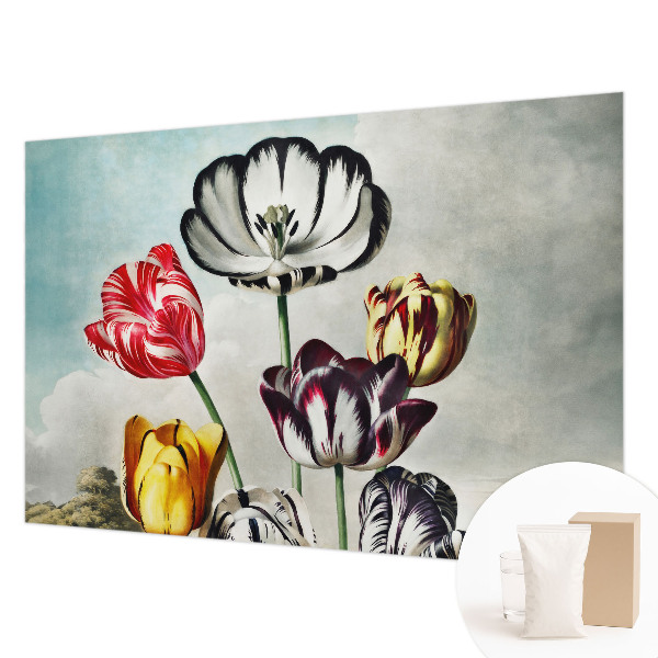 Fototapeta na zeď Barevné tulipány