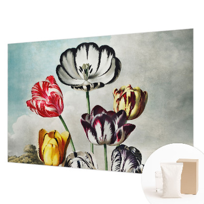 Fototapeta na zeď Barevné tulipány