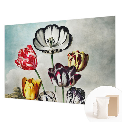 Fototapeta na zeď Barevné tulipány