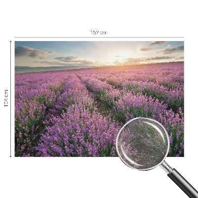 Fototapeta na stěnu Levandulová pole