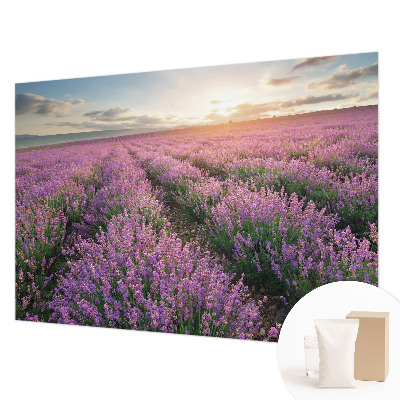 Fototapeta na stěnu Levandulová pole