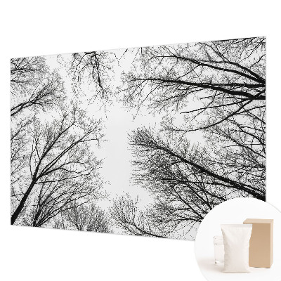 Fototapeta na stěnu Holé větve