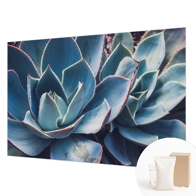 Fototapeta na zeď Zelená aloe