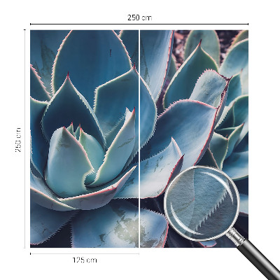 Fototapeta na zeď Zelená aloe