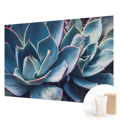 Fototapeta na zeď Zelená aloe