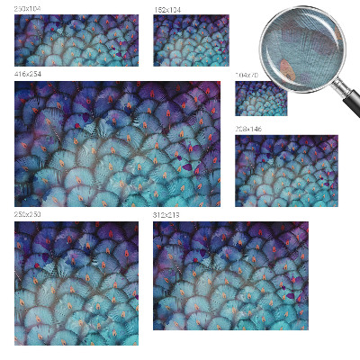 Fototapeta na stěnu Barevné peří