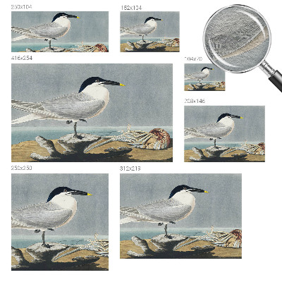 Fototapeta do ložnice Ornitologická elegance