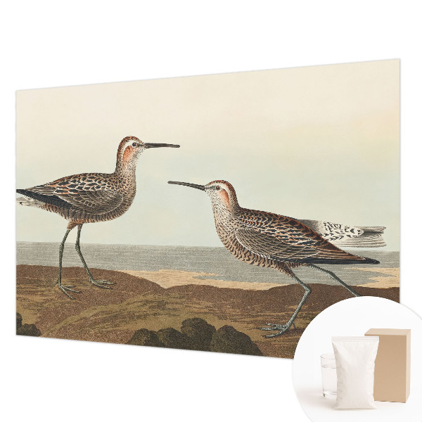 Vliesová fototapeta do obýváků Siluety ptáků