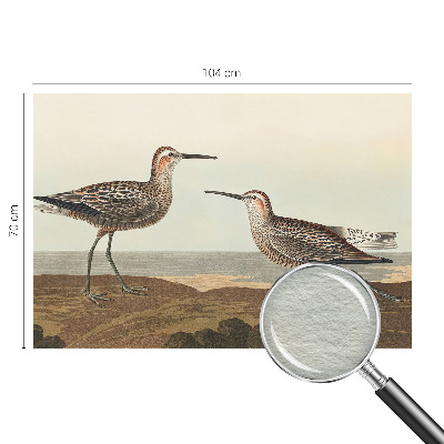 Vliesová fototapeta do obýváků Siluety ptáků