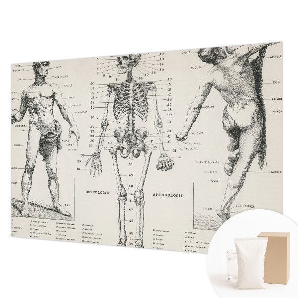 Fototapeta do ložnice Klasická anatomie