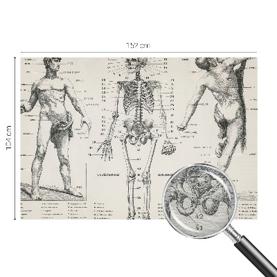 Fototapeta do ložnice Klasická anatomie