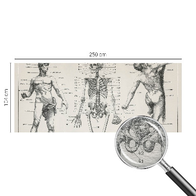Fototapeta do ložnice Klasická anatomie