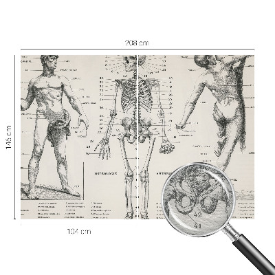 Fototapeta do ložnice Klasická anatomie
