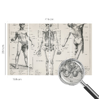 Fototapeta do ložnice Klasická anatomie