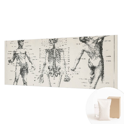 Fototapeta do ložnice Klasická anatomie