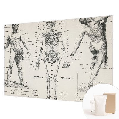 Fototapeta do ložnice Klasická anatomie