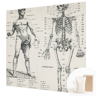 Fototapeta do ložnice Klasická anatomie