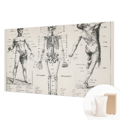 Fototapeta do ložnice Klasická anatomie