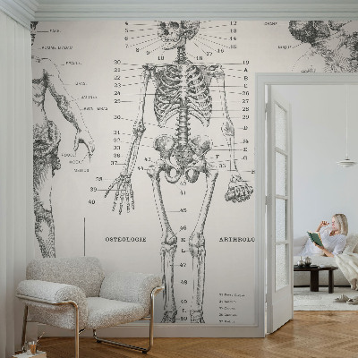 Fototapeta do ložnice Klasická anatomie