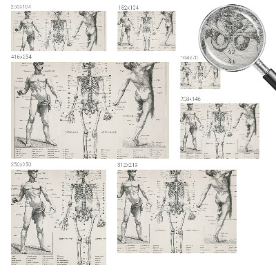 Fototapeta do ložnice Klasická anatomie