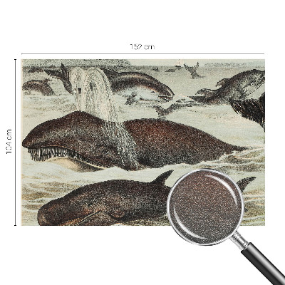 Fototapeta na míru do obýváku Mořští tvorové